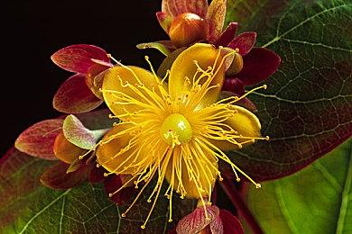 《饿狼传说：狼之城》特瑞·博加德预告 2025年初发售